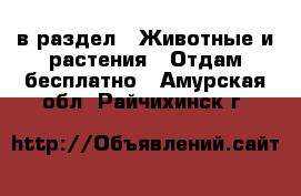  в раздел : Животные и растения » Отдам бесплатно . Амурская обл.,Райчихинск г.